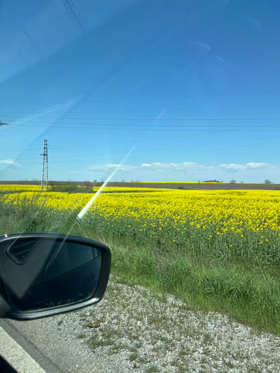 The image captures a vibrant rural landscape, seen from the perspective of a vehicle, in Chargan, Bulgaria. The primary subject is a vast field of bright yellow flowers, likely rapeseed or canola, stretching across the middle and right side of the frame towards a distant horizon. This horizon line is marked by a thin strip of darker ground and scattered trees.

Above the field, a clear, expansive blue sky dominates the upper left and central portions, punctuated by a few wispy white clouds. Running across the sky on the left are several parallel power lines, supported by a tall, metallic lattice power tower visible towards the lower left.

In the lower right corner, a black car side mirror is prominently featured, reflecting a portion of the car's body. Below the field and adjacent to the car's position, a textured strip of light-colored gravel and green grass indicates a road shoulder or unpaved track. A notable detail is a distinct, elongated white streak of sunlight, a lens flare, that cuts diagonally across the upper-mid section of the image, reflecting off the car's window. Faint reflections, possibly of the car's interior, are also visible on the window surface in the upper left.

The scene depicts a sunny day, likely during late morning or afternoon, given the intensity of the light and the clear sky. There are no people visible, and the overall impression is one of peaceful travel through a fertile agricultural region. No visible text is present in the image.