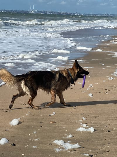 A German Shepherd dog with wet fur and a purple ring toy in its mouth walks on a sandy beach. The dog is moving from left to right. In the background, waves are crashing on the shore, creating foam that is scattered on the sand. Beyond the waves, a distant cityscape with industrial elements, including cranes and smokestacks, is visible under a cloudy sky. The location is the beach in Trouville-sur-Mer, France.