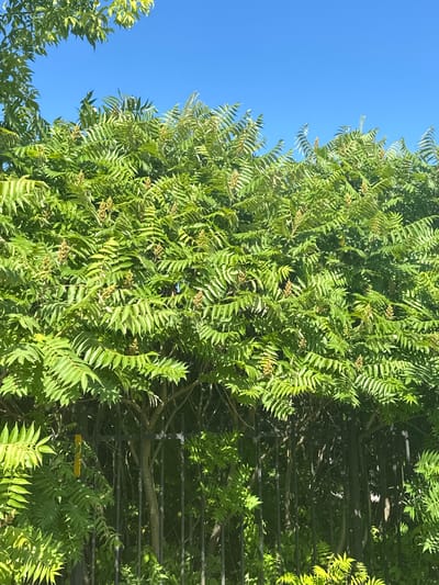 A medium shot captures a dense green tree against a bright blue sky. The tree's leaves are long and serrated, with small, light brown buds clustered throughout the branches. A black metal fence runs horizontally across the lower half of the image, partially obscured by the tree's foliage. Sunlight filters through the leaves, creating dappled patterns of light and shadow. The scene is set in Dubrovitsy, Russia.