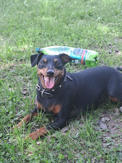 A black and tan Doberman Pinscher lies on its side in a grassy area. The dog is wearing a studded collar and has its mouth open with its tongue out. A green plastic bottle sits next to the dog's head. The location is Avdot'ino, Russia.