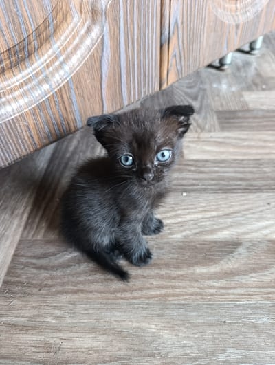 A close-up, eye-level shot shows a tiny black kitten with striking blue eyes sitting on a light brown wooden floor. The kitten is positioned slightly to the left of the frame, looking directly at the camera. Its fur is fluffy and appears somewhat unkempt, with its ears slightly perked and tilted. The background consists of a wooden surface, likely a piece of furniture or a wall, with vertical wood grain patterns. The lighting is natural and appears to be coming from above, casting soft shadows. The overall scene suggests an indoor domestic setting, possibly a home. No people are visible in the image. The image does not contain information that places it in the city of Filippenkov, Russia.