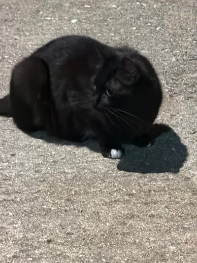 A black cat with white socks is curled up on a concrete surface, its body hunched and its head turned to the side, grooming itself. The cat's fur is dark and sleek, reflecting the light in some areas. Its eyes are partially closed, suggesting relaxation or focus on its grooming. A dark shadow is cast to the right of the cat, likely from its own body and the sunlight. The concrete surface appears textured and uneven, with small pebbles and variations in color, typical of an outdoor urban environment. The overall scene is one of a domestic animal in a casual, everyday setting. The location is identified as Carpignano Salentino, Italy.