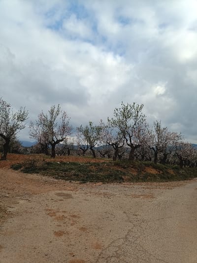A static, wide-angle shot captures an agricultural landscape in Jérica, Spain, featuring a field of blooming almond trees under a partially cloudy sky. The foreground consists of a light brown dirt road, partially textured with gravel, curving slightly to the right. A raised earthen berm, covered with green grass and patches of reddish-brown soil, separates the road from the orchard. The midground is dominated by numerous almond trees with dark, gnarled trunks and branches, displaying abundant light pink and white blossoms, interspersed with some newly unfurled green leaves. The ground beneath the trees is reddish-brown soil. In the background, indistinct mountains are visible beneath the horizon. The sky is overcast with grey clouds, showing intermittent patches of brighter white cloud formations and glimpses of blue sky. No individuals, animals, or active subjects are present in the scene.