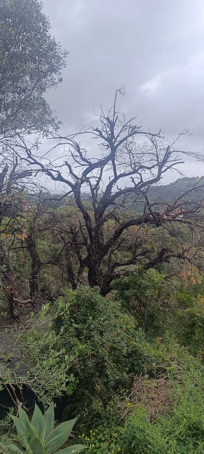 A vertical format photograph captures a natural landscape in Forest Hills, Spain, under an overcast grey sky. The central subject is a large, prominent deciduous tree with thick, gnarled, dark brown to black bark and bare branches, devoid of leaves. This tree is situated amidst dense, green foliage and various shrubs that extend into the foreground, with a broad-leafed agave plant visible on the lower left. The middle ground and background consist of multiple layers of undulating, tree-covered hills under the same dull sky. A small, light-colored building or structure is partially visible on a distant hill in the upper right portion of the image. No individuals, animals, or active subjects are present in the scene, which appears static.