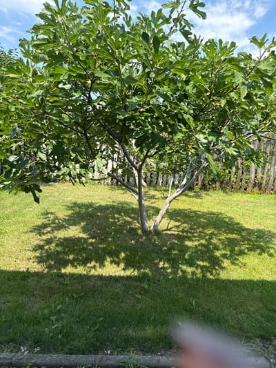 A fig tree stands in a grassy backyard in Serhiivka, Ukraine. The tree has numerous green leaves and some small, dark figs are visible. The ground is covered in green grass with patches of dry grass and some weeds. The background features a weathered wooden fence and a clear blue sky with scattered white clouds. Sunlight casts dappled shadows from the tree onto the lawn. A blurred finger is visible in the bottom right corner of the frame.