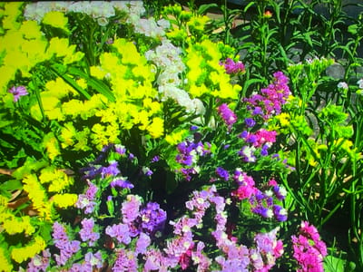 This media file displays a close-up, sunlit, outdoor view of a dense planting of flowers. The flowers are predominantly in shades of bright yellow, purple, and white, with some hints of pink. They appear to be a type of statice or sea lavender, characterized by their papery petals and clustered florets. The overall impression is one of abundance and vibrant color.
The scene is filled with the flowers, creating a tapestry of hues and textures. The bright yellow flowers form large masses, while the purple and white varieties are clustered more densely, creating pockets of deeper color. Green foliage is visible throughout, providing a backdrop and contrast to the floral display. The lighting suggests it is daytime, likely with clear or partly cloudy skies, given the intensity of the sunlight and the distinct shadows.
There is no discernible activity or event taking place; the focus is solely on the static beauty of the flowers. No people, animals, or man-made objects are visible, apart from potentially some subtle hints of a garden setting, such as the edge of a planter or ground cover, which is not clearly defined. The overall mood conveyed is cheerful and natural, highlighting the beauty of the flora. No text is visible in the image. The location context provided is Shakhovskaya, Russia, which might suggest a temperate climate where such flowers would bloom.