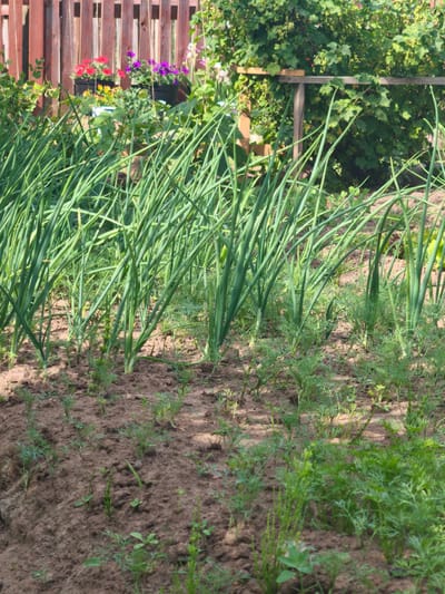 The image depicts a close-up, eye-level view of a garden in Kady, Russia, during daylight hours. In the foreground, rows of tall, green onion stalks stand prominently, with smaller, feathery green plants, likely dill or carrots, growing between them. The soil is a reddish-brown color, appearing loose and somewhat dry. In the background, a wooden fence with vertical planks separates the garden from a densely vegetated area. Behind the fence, potted flowers in shades of red and purple are visible, along with lush green foliage, possibly from bushes or trees. The overall impression is one of a well-tended vegetable and flower garden.