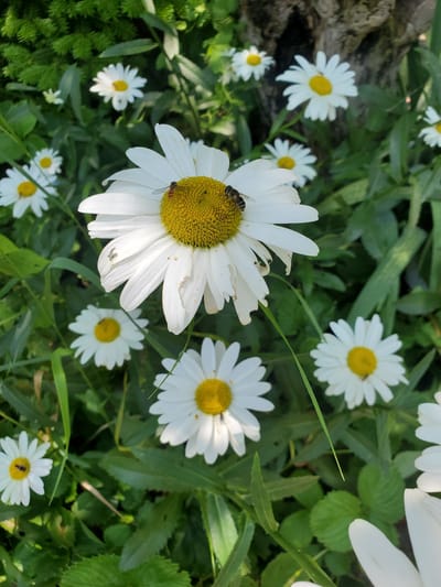 In Stopyatyy, Russia, a cluster of daisies is captured in a close-up, eye-level shot. The foreground is dominated by a large daisy with two bees resting on its yellow center. Several other daisies, varying in focus, are scattered throughout the image, nestled amongst lush green foliage. The background features a dark, textured tree trunk and more greenery, suggesting a natural outdoor setting. The lighting appears to be natural daylight.