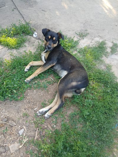 A medium-sized dog with black and tan fur is lying on the ground, partially on dirt and partially on green grass. The dog is chained by its neck to a metal chain that is anchored to the ground. The chain is visible in the upper left portion of the image. The dog is looking towards the camera. The environment appears to be an outdoor, possibly rural, setting in Pishchanka, Ukraine, with natural light and ground cover of soil and vegetation.
