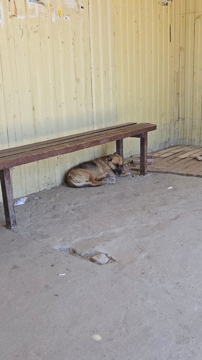 A dog lies on a wooden bench with its paws against a concrete wall in Yerzovka, Russia. The bench is positioned near a corrugated metal wall with scattered posters. The wall and concrete are predominantly grey, while the dog has brown and black fur.