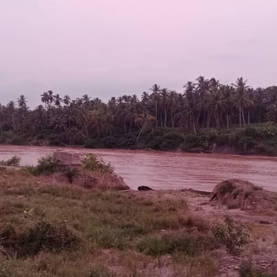 The image shows a wide, muddy river flowing through a landscape dominated by a dense growth of palm trees. The sky is a pale, overcast pink, suggesting dawn or dusk. The riverbank in the foreground is covered in dry grass and some rocky soil. On the left bank, a partially submerged stone structure, possibly part of an old bridge or building, is visible. The water has a reddish-brown hue, indicative of sediment. The palm trees form a thick forest along the opposite bank and stretch into the distance. The overall impression is one of a natural, somewhat undeveloped environment.