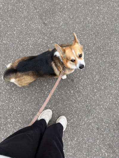 The image depicts a corgi dog standing on a gray asphalt surface. The dog is looking upwards and to the left. A beige leash is attached to the dog's collar. A person wearing black pants and white sneakers stands to the right of the dog, holding the leash. The location appears to be outdoors, likely a sidewalk or paved area. No evidence suggests the location is Waldgrehweiler, Germany.