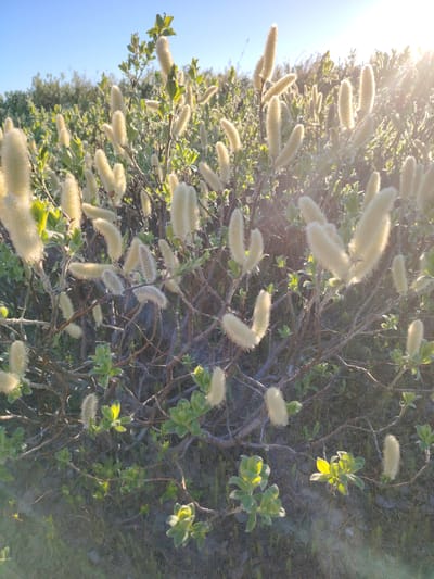 This is an outdoor, eye-level shot of a bushy plant with light yellow, fuzzy catkins and green leaves. The plant is illuminated by bright sunlight, which is creating lens flare in the upper right quadrant of the image. The background consists of more of the same type of vegetation and a clear blue sky. The ground beneath the plant is covered in sand and sparse green growth. There are no people or animals visible in the image. The location is identified as Yamburg, Russia.