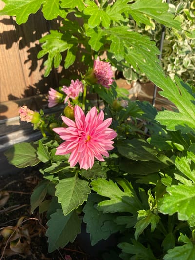 This is a close-up, eye-level outdoor shot of a pink dahlia flower in bloom. The dahlia is the main subject, with its vibrant pink petals radiating outwards from a yellow center. The flower is surrounded by lush green foliage. In the background, a wooden fence casts a shadow on the ground, and other plants are visible, including some with variegated leaves. The scene appears to be a garden or yard in Lütjenwestedt, Germany. The lighting suggests it is daytime, with sunlight dappling the leaves and flowers. There are no people or animals present in the image. The focus is entirely on the botanical subjects and their immediate surroundings.