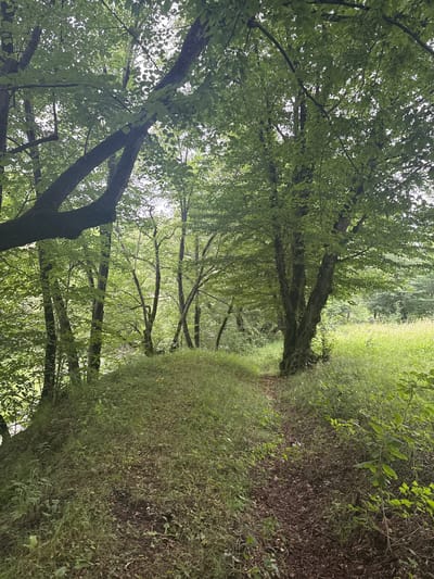 The image depicts a forest path in Lorut, Armenia. The path is unpaved, covered with fallen leaves and dirt, and winds through dense vegetation. Tall trees with lush green foliage dominate the scene, creating a shaded canopy. The ground is covered with grass and various plants. The overall atmosphere is natural and serene. There are no people or animals visible in the image.
