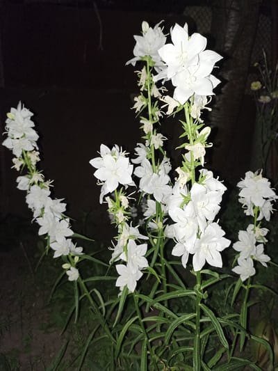 The image shows a cluster of white bell-shaped flowers in bloom against a dark, out-of-focus background. The flowers are arranged on tall green stems, with some smaller buds and withered blooms also visible. The lighting suggests it might be evening or nighttime. The background appears to be an outdoor setting, possibly a garden or natural area. There are no people or animals present in the image. The overall impression is one of delicate floral beauty in a subdued setting. This scene is located in the city of Pochaiv, Ukraine.