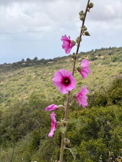 The image depicts a close-up of pink hollyhock flowers (Alcea) in bloom, growing on a stem with several buds and spent blossoms. The flowers are various stages of openness, some fully displaying their petals, others drooping or closed. The background reveals a hillside covered in dense green vegetation. A section of the sky with white clouds is visible. The location is Nesher, Israel.