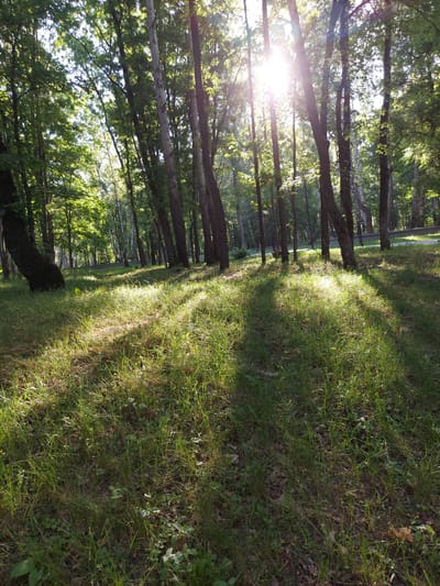 The image depicts a sun-dappled forest floor with tall trees. The sun is shining through the canopy, creating bright beams of light and casting shadows on the grass and ground. The grass is green and appears to be somewhat overgrown in places. There are fallen leaves and other debris scattered on the ground. The trees have dark bark and green leaves. In the background, more trees are visible, and a path or road can be seen with a low wall or barrier alongside it. The overall impression is a natural, wooded area bathed in sunlight, possibly a park or a forest on the outskirts of a populated area. There are no people or animals visible in the image. The scene appears to be located in Razvetye, Russia, based on the provided information.