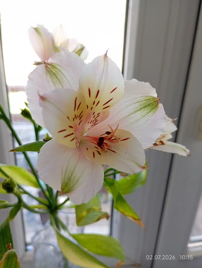 A close-up, eye-level, medium shot captures a white Alstroemeria flower with subtle green streaks on its petals and delicate red speckles in its center, positioned in front of a blurred window frame and background. The flower's petals are slightly translucent, revealing delicate veins. The stem and leaves are a vibrant green, with some leaves showing signs of yellowing or drying at the tips. The lighting suggests natural light filtering in from the window, creating a bright, diffused atmosphere. A timestamp overlay in the bottom right corner reads "02.07.2026 10:15". The image appears to be a still-life photograph of a single flower indoors. No specific location within the city of Tyrnyauz, Russia, can be identified from the visual information provided.