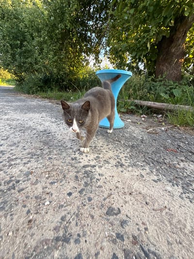 An adult domestic cat, predominantly grey with white markings on its face and chest, walks on an asphalt path in an outdoor, rural setting. The cat is facing towards the camera with its head tilted slightly. Behind the cat, a bright blue, funnel-shaped object stands upright on the ground. The path is surrounded by lush green vegetation and trees. A large tree trunk is visible to the right of the blue object, and a line of trees forms a dense backdrop to the left. The lighting suggests it is daytime, with sunlight filtering through the leaves. This scene appears to be located in the village of Azginavichy, within the Azginavichy Village Council, Belarus.