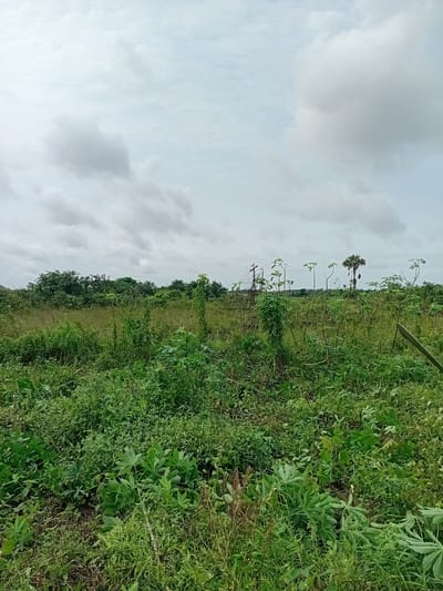 This media file presents a side-view landscape dominated by lush green vegetation, with a cloudy sky occupying the upper left portion. The scene is a rural setting, likely a farm or a wild, overgrown area, possibly in Ajibo, Nigeria, given the location context.
The main subjects are the dense foliage, characterized by various types of plants, grasses, and some taller, spindly trees with sparse leaves. In the mid-ground, a solitary palm tree stands out, with several other smaller, leafless trees or saplings dotting the landscape. There are no people or animals visible in the frame. The activity taking place is static, representing a natural landscape without any discernible human action or event.
Notable details include the overcast, cloudy weather, suggesting it might be a humid or rainy day. The time of day is ambiguous due to the cloud cover, but the lighting suggests daytime. The abundance of green growth indicates a fertile environment. There is a hint of a path or a cleared area running through the vegetation in the mid-ground. A thin, dark, diagonal line, possibly a branch or a fence post, is visible in the upper right portion of the image.
No visible text is present in the media file. The overall impression is one of untamed nature, with a feeling of natural abundance and perhaps a slight sense of isolation.