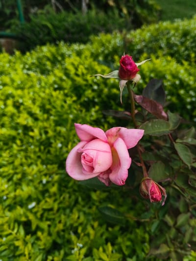 This image presents a close-up view of a rose plant in an outdoor garden setting within Thành phố Kon Tum, Vietnam. The central subject is a partially opened light pink rose, positioned in the mid-ground towards the lower left. This rose displays tightly curled inner petals and broader, slightly wilted outer petals, with a small water droplet visible on one lower petal. Above and to the right of this rose is a tightly closed dark pink rose bud, supported by its stem and sepals. A third, less distinct, dark pink rose bud is visible further down and to the right. The rose stems are adorned with green and reddish-brown leaves. The background features a dense mass of out-of-focus, vibrant green foliage, consistent with a garden hedge or shrubbery, exhibiting a bokeh effect. No individuals or man-made structures are discernible.