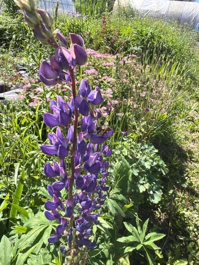 This is a close-up, vertical shot of a bee on a stalk of purple lupine flowers in a garden. The bee is positioned on one of the lupine blossoms, its body clearly visible. The lupine stalk is lush and green, with many unopened buds at the top and fully bloomed flowers lower down. In the background, there is a dense field of green foliage and smaller pink flowers, suggesting a naturalistic setting. To the far left, a portion of a white greenhouse or polytunnel is visible, indicating a cultivated garden environment. The sunlight suggests it is a bright, clear day, likely late morning or afternoon, casting shadows across the plants. The overall scene evokes a peaceful, natural setting, common in rural or garden locations like Karachino, Russia. There is no visible text in the image.