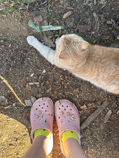 An overhead shot depicts a tan cat, the lower legs of a person, pink Crocs with charms, yellow socks, and a wood chip-covered ground. The cat is in the top left quadrant, with its white-tipped paw extending towards the bottom left. The Crocs are in the top right quadrant. The location is unspecified but the user asks it to be included that the city is Черёмушки, Russia.