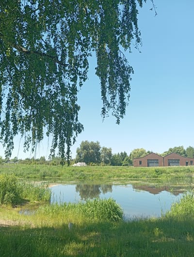 The image captures a serene waterscape on a clear day, likely in the city of Wasilków, Poland. In the foreground, lush green grass and reeds line the edge of a tranquil body of water, which reflects the blue sky and surrounding vegetation. Overhanging the scene from the left is a branch of a tree, possibly a birch, with drooping green leaves casting dappled shadows. In the mid-ground, a stretch of green fields separates the water from a line of trees and buildings in the distance. Two identical brown, shed-like structures with large garage doors are visible, set against a backdrop of dense green foliage. The sky is a uniform, cloudless blue. There are no people or animals present in the image, and no discernible actions or interactions are taking place. The overall impression is one of natural beauty and peaceful stillness.
