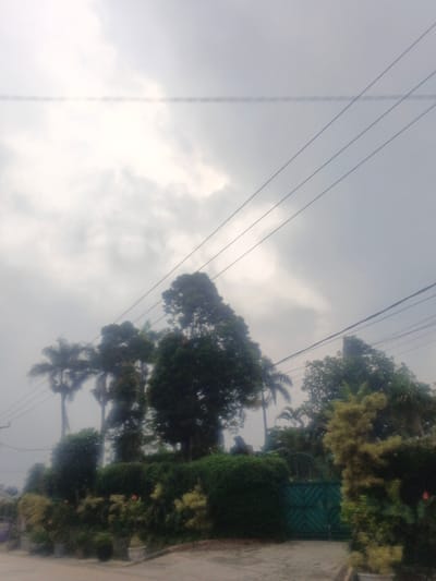 The image depicts an outdoor scene in Dakshin Hichachhara, India, under an overcast and hazy sky. Multiple dark utility lines, one horizontal and three diagonal, traverse the upper two-thirds of the frame. The lower portion of the scene is dominated by dense, lush vegetation. This includes several tall, dark green broadleaf trees, with one prominent in the center-left. Numerous slender-trunked palm trees are visible behind and between the broadleaf trees, particularly on the left side and extending towards the right. A substantial hedge line of various green shrubs and bushes forms a barrier across the mid-ground, featuring areas of lighter green and yellowish foliage, with hints of red or pink flowers. On the right side, integrated into the dense shrubbery, is a closed, dark green double-leaf gate with a geometric pattern. The foreground presents a light-colored, likely paved surface that curves slightly. Several potted plants are arranged on the ground in the lower-left section. No individuals, animals, or vehicles are present.