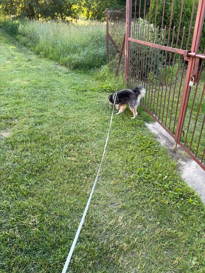 A small, fluffy dog with black, brown, and white fur walks on a green grassy lawn. The dog is on a long, thin white leash that extends towards the bottom right of the frame. The dog is facing towards the left and appears to be sniffing the ground. In the background, to the right, is a rusty metal gate with vertical bars and a padlock. Beyond the gate, there are green bushes and trees. To the left of the dog, the grass is taller and more wild, with trees and foliage in the distance. The scene appears to be outdoors, possibly in a backyard or park in Lublin, Poland. The sun is shining, casting shadows on the grass.