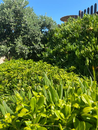 This is a close-up, eye-level shot of lush green vegetation under a clear blue sky, likely in Panormos, Greece. In the foreground, dense, low-lying green plants with broad, glossy leaves dominate the frame. Behind them, a taller, bushier plant with smaller, grey-green leaves is visible. Further back, there is a wooden fence and a straw umbrella, suggesting a coastal or outdoor seating area. The lighting indicates it is daytime, with sunlight casting shadows and highlighting the texture of the leaves. No people or animals are present.