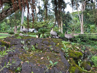 The image depicts a group of four Hawaiian geese, also known as Nene, standing on a rocky, moss-covered outcrop in Hilo, Hawaii. The geese are facing in various directions, with some looking towards the camera and others looking away. The rocky formation is interspersed with small green plants and scattered red seed pods. In the background, a lush, green forest with tall trees and hanging vines creates a natural and serene environment. The overall scene suggests a wildlife encounter in a tropical setting.