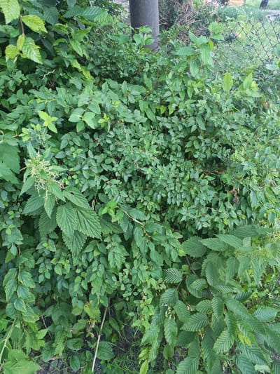 The image depicts a dense thicket of green foliage, primarily consisting of various types of bushes and leafy plants. Some of the leaves are broad and serrated, while others are smaller and more ovate. In the upper right portion of the image, a metal chain-link fence can be seen partially obscured by the vegetation. A thick tree trunk is visible to the left of the frame, and the ground beneath the plants appears to be covered in dirt and some sparse grass. There are no people or animals visible in the scene. The overall impression is of an overgrown natural or semi-natural area within a larger urban or suburban environment. Without further context, it is impossible to definitively place this scene in Vasylkovo, Russia; however, it represents a common type of urban greenery found in many locations.