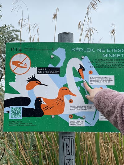 The image shows a green sign in Szigetszentmiklós, Hungary. The sign warns against feeding waterfowl. A person with a pink sweater is pointing at the sign, specifically at the image of a swan. The sign states in Hungarian: "Please, do not feed us," and explains why feeding is discouraged, stating that it endangers the birds, makes them sick, increases aggression, and pollutes the water. The sign also features a QR code and a logo for "Kavicsos-Tó", encouraging people to join in caring for Kavicsos-Tó. The background includes reeds and the sky.