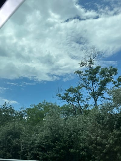 A daytime photograph captures a natural landscape in Gorno Varshilo, Bulgaria, presenting a clear blue sky interspersed with scattered white and light grey cumulus clouds across the upper half of the frame. The view appears to be from a vehicle or through a window, indicated by a white, angular structural element visible in the upper left corner. The lower half of the image is densely populated with various green trees and foliage. A central deciduous tree displays both vibrant green leaves and several bare, leafless branches extending upwards against the sky. To the right and across the lower foreground, a mass of dense vegetation with silvery-green, elongated leaves is prominent. Darker green trees form a background layer behind the more immediate foliage. No individuals or specific activities are observable within the scene.