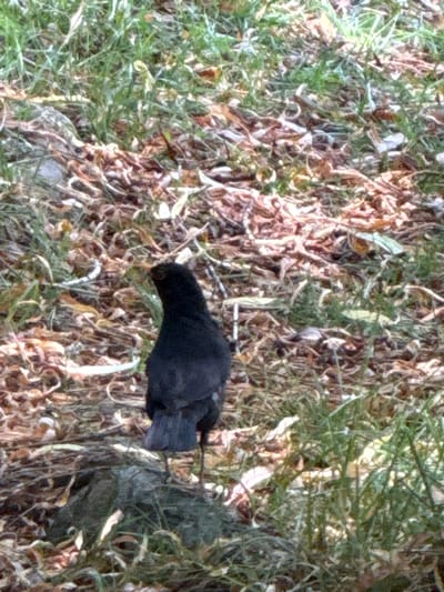 A solitary black bird stands on a rock amidst a ground covered with dried leaves, grass, and twigs. The bird is facing away from the viewer, with its head turned slightly to the left. Its feathers are dark and appear smooth. The background consists of more of the same ground cover, with patches of green grass interspersed with fallen leaves. The scene appears to be outdoors, in a natural environment. The image quality is somewhat blurry, making it difficult to discern fine details. The location is specified as the city of Mirikənd, Azerbaijan.