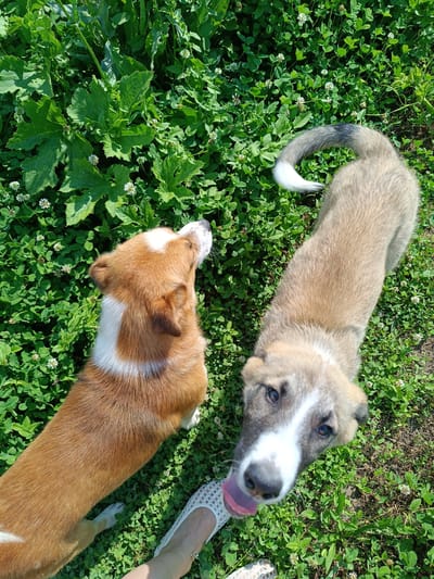 Two puppies are playing in a grassy field with clover and wildflowers. One puppy, a Corgi mix, is reddish-brown with white markings on its chest and face. It is looking up and to the left, its head tilted. The second puppy, a larger mixed breed with light brown fur, is looking directly at the camera with its tongue sticking out. Its tail is curled over its back and has a white tip. A person's foot in a white sandal is visible in the lower right corner of the frame, appearing to be near the puppies. The scene is well-lit by sunlight, suggesting it is daytime and likely warm weather, possibly a summer day given the lush greenery. The location is identified as Stănești, Romania. There is no visible text in the image.