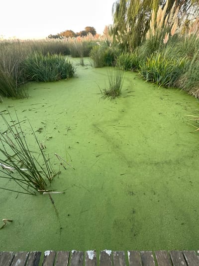 A body of water is covered in a thick layer of green algae or duckweed. Clumps of tall grasses and reeds line the water's edge on one side. A weathered wooden walkway runs along the opposite side, the wood displaying patches of white lichen. Scattered blades of grass and debris are visible on the surface of the green algae. The image shows a stagnant, overgrown pond or ditch.