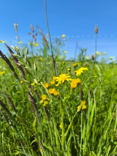 The image depicts a close-up view of a field of wildflowers and grasses under a clear blue sky. Predominantly, the scene is filled with vibrant green foliage and yellow flowers. Several stems of grass with brown or purplish seed heads are visible. The yellow flowers appear to be growing on tall green stalks, and some have black insects on them. The scene likely takes place in Chaponnay, France, based on the prompt's information.