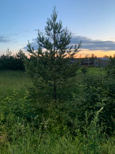 The image depicts a serene rural landscape in Ganino, Russia, during what appears to be twilight. A young pine tree stands prominently in the foreground, its branches reaching towards a sky streaked with soft blues and oranges. Behind the pine, a verdant field stretches out, dotted with various wild grasses and small white flowers. In the middle ground, a cluster of darker green bushes partially obscures a view of several houses. These houses, some appearing to be two-story structures with visible windows and chimneys, are nestled amongst trees. A street lamp illuminates the area between the houses. The overall impression is one of tranquility and the quiet beauty of a countryside evening.