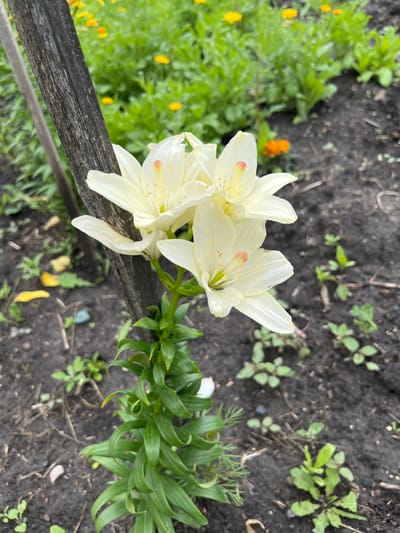 This is an overhead shot of a cluster of pale yellow lilies with visible orange speckles on their petals. The flowers are in focus and are the primary subject, with a blurred background of dark soil and green foliage. A weathered, dark wooden plank runs diagonally across the lower portion of the image, partially obscuring the flowers and creating a foreground element. Behind the lilies, out of focus, are more green plants, some with small yellow and orange flowers. The overall scene suggests an outdoor garden setting. The lighting is soft, indicating it might be overcast or late afternoon. There is no text visible in the image.