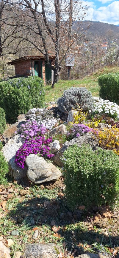 The image shows a hillside garden in Elenovo, Bulgaria. The garden features a variety of plants, including rosemary, lavender, and flowering ground cover in shades of purple, yellow, and white, all planted among rocks and stones. In the background is a small, brick building with a green door, partially obscured by a bare tree. Behind the building, a distant mountain is visible under a partly cloudy sky. The foreground of the image includes a scattering of fallen leaves on the ground.