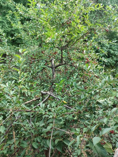 The image shows a close-up view of a cherry tree heavily laden with ripe, red cherries. The tree is densely packed with green leaves, and the branches are visible throughout the frame. Some of the branches are quite thick and gnarled, suggesting the tree is mature. The cherries are scattered amongst the foliage, with clusters of them visible on many branches. The lighting suggests it is daytime, with a diffused light indicating it might be an overcast day or the sun is not directly overhead. The scene is set in an outdoor environment, likely a garden or orchard, given the presence of a fruit-bearing tree. The background is filled with more greenery, hinting at a natural or semi-natural setting. There are no people or animals visible in the image. The overall impression is one of abundance and ripeness, with the vibrant red of the cherries contrasting with the deep green of the leaves. The location context of Orlovka, Kyrgyzstan, suggests a rural or semi-rural setting where fruit trees are common. There is no visible text in the image.