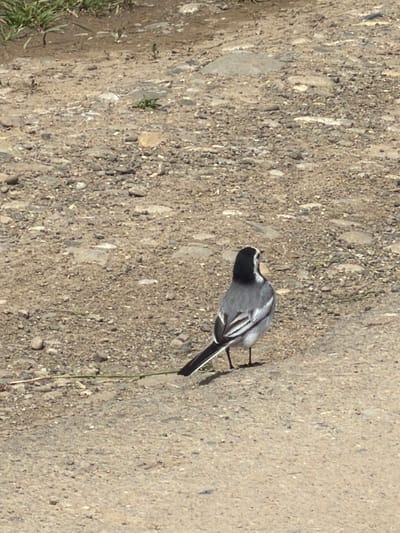 The image depicts a bird, possibly a wagtail, standing on a rough surface composed of gravel and soil. Patches of grass and vegetation are visible on the left side of the frame. A single blade of grass extends from near the bird towards the top right of the image. The environment appears to be outdoors. The exact location in Lisi, Georgia cannot be determined without more information.
