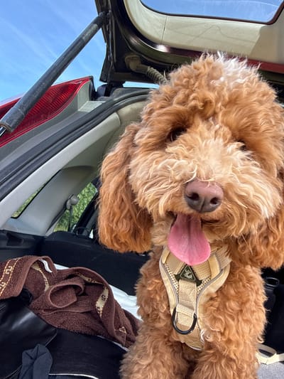 A fluffy, light brown dog with its tongue hanging out is lying down inside the open trunk of a car. The dog is wearing a tan harness with a small green emblem. The trunk is open, revealing the interior of the car and the blue sky outside. A dark red taillight is visible on the left side of the trunk. A brown towel with a patterned trim is also in the trunk. The scene appears to be outdoors on a clear day. The dog's expression seems happy and relaxed.