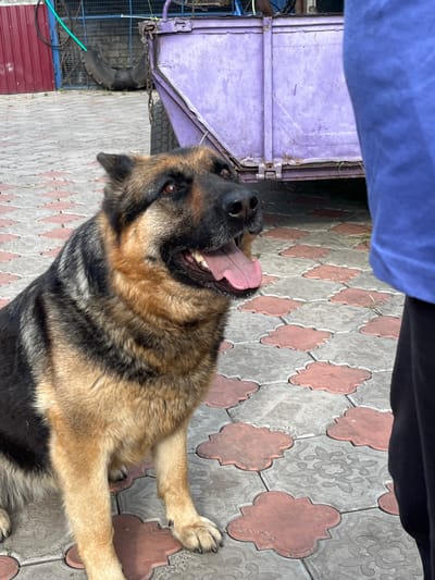 In Seredivka, Ukraine, a German Shepherd dog lies on a decorative paved patio. The dog's head is tilted upwards, mouth open in a pant, with its pink tongue clearly visible. Its fur is a mix of black and tan, characteristic of the breed.
The setting appears to be outdoors, with the ground covered in interlocked paving stones featuring a patterned design of red quatrefoil shapes and grey floral elements. To the left of the dog, a portion of a purple trailer is visible, connected by a chain to a tire. A blue metal structure with a wire mesh front is also present near the trailer, and a red corrugated metal wall is visible in the lower left corner.
Above the trailer and the dog, a large area of blue fabric, possibly clothing, occupies the top of the frame, obscuring the sky and suggesting a person is present but not fully in view. The lighting indicates it is daytime, with no specific weather conditions discernible. The overall impression is a candid snapshot of a dog relaxing in an outdoor space.
