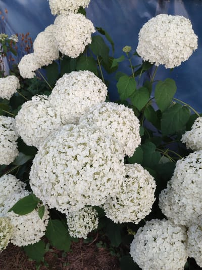 This media file is a close-up, vertical shot of a dense cluster of white hydrangeas in full bloom. The flowers are round and full, composed of numerous small, delicate petals, giving them a fluffy appearance. They are set against a backdrop of lush green leaves and a blurred, dark blue surface, possibly a tarp or a wall. In the lower part of the frame, dry brown mulch or soil is visible. To the left, some dried brown seed heads from a previous blooming stage are also present. The lighting suggests it is daytime, with natural light illuminating the flowers. There are no people, text, or specific activity depicted. The overall impression is one of abundant natural beauty, likely in a garden setting in Abinsk, Russia.