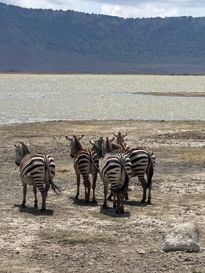 The scene depicts seven zebras standing on dry, light brown ground beside a shimmering body of water, with a distant, dark green mountain range under a partly cloudy sky. The location is in the general vicinity of Mti Mmoja, Tanzania.
Six zebras are clustered in the mid-ground, predominantly facing away from the camera towards the water and horizon. A seventh zebra stands slightly apart to the left, also facing away. All zebras display distinct black and white striping. Their tails are visible, some appearing in motion. The immediate ground is cracked, parched earth with minimal dry vegetation. In the lower right foreground, a light grey, irregularly shaped rock rests on the dry soil. Beyond the zebras, a wide expanse of sun-dappled, light-colored water stretches across the mid-distance. Several small, white specks are visible on the water's surface, possibly birds or reflections. The background features a large, dark blue-green mountainous landform or crater rim, covered in dense vegetation, extending horizontally across the frame. The sky above is partly cloudy, with areas of bright white clouds and visible blue sky. No human presence or artificial structures are discernible.