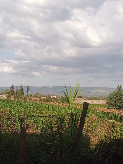 The image displays an agricultural landscape in Kiamaina ward, Kenya, under a predominantly cloudy sky with patches of brighter light. In the immediate foreground, a barbed wire fence is visible, supported by two dark wooden posts; one post is on the left, and another is angled towards the center-right. Various low-lying green and dried brown vegetation grows around the fence line. A tall, vibrant green plant with long, upright leaves, consistent with sugarcane or a similar grass, stands prominently near the center-right foreground.

The midground is dominated by an extensive field of young, uniformly green cultivated plants, identifiable as maize (corn) crops, extending across the frame. Beyond this crop field, several structures are visible, including residential or agricultural buildings constructed with light-colored masonry, some featuring dark water tanks on their rooftops. Scattered trees are interspersed among these structures and the distant terrain. The background consists of hazy, undulating hills or mountains under a light blue and grey sky, indicating a distant elevated landform. No individuals or discernible actions are present within the scene.